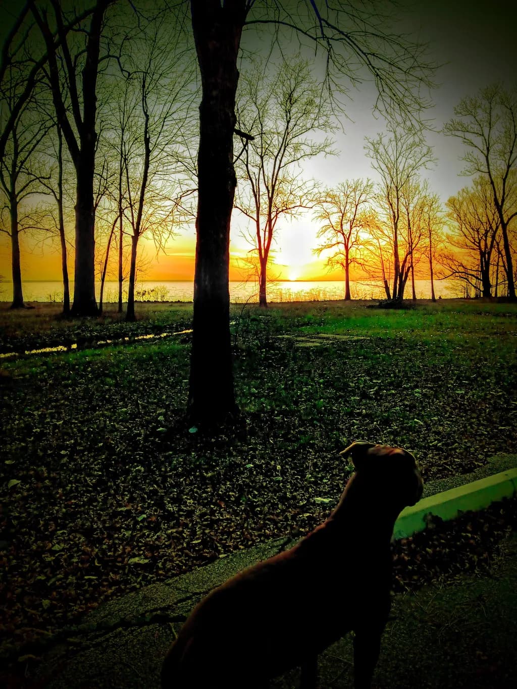 Shadow Watcher at Dusk