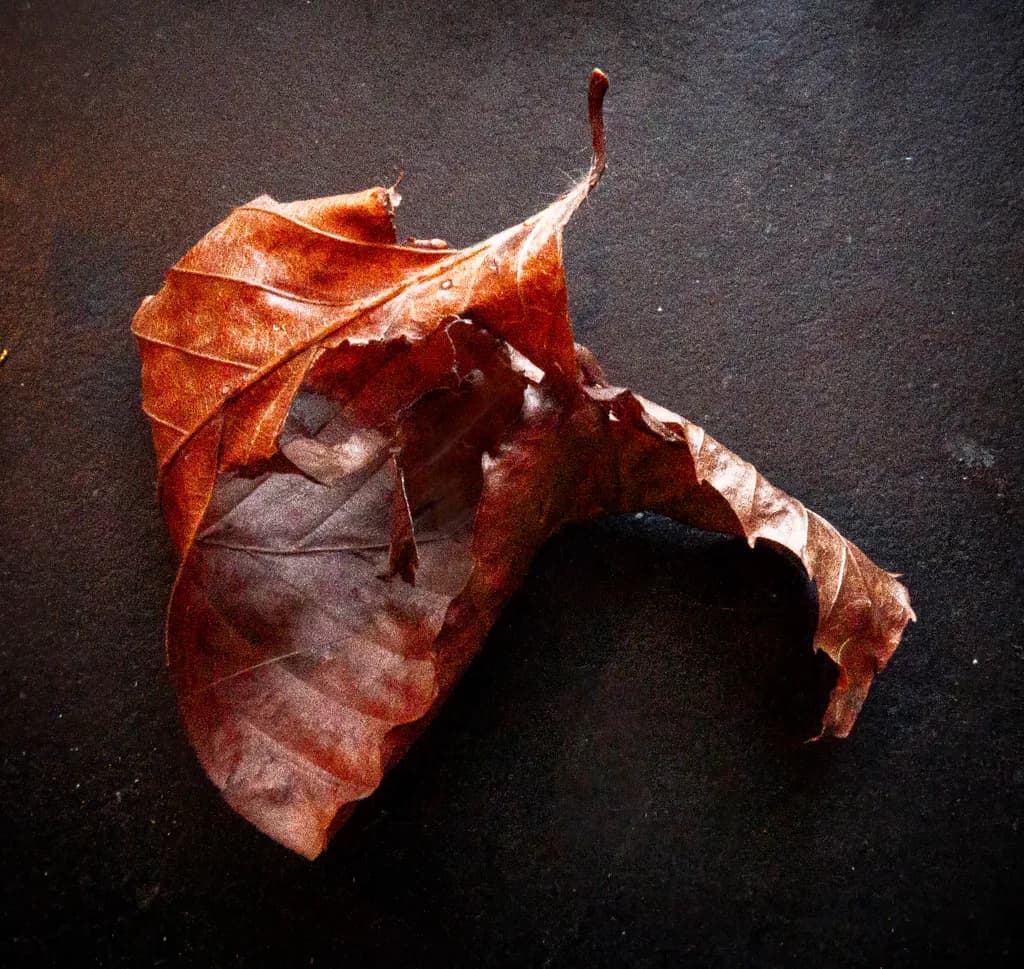 Brown Leaf