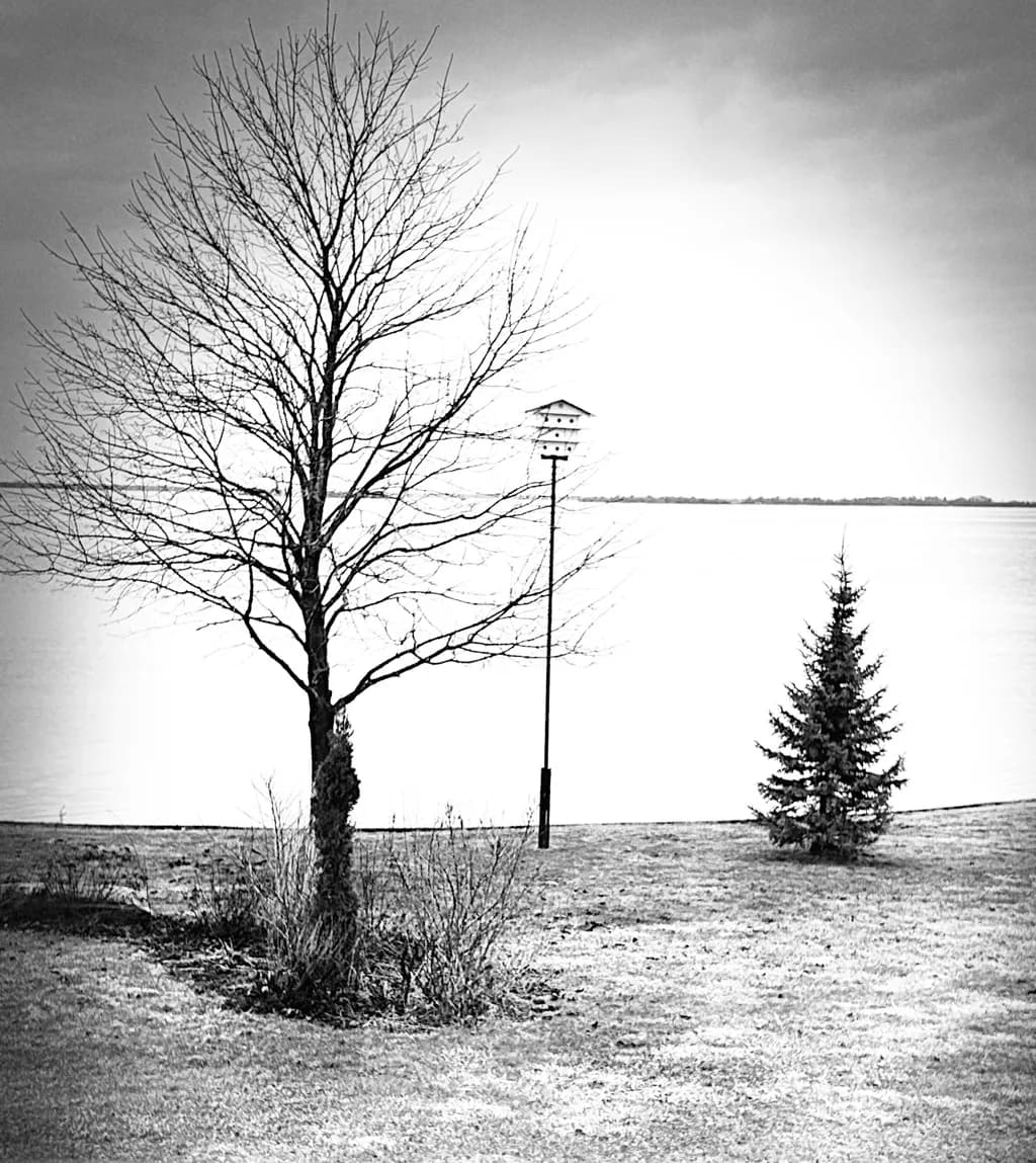 Between Trees and Water