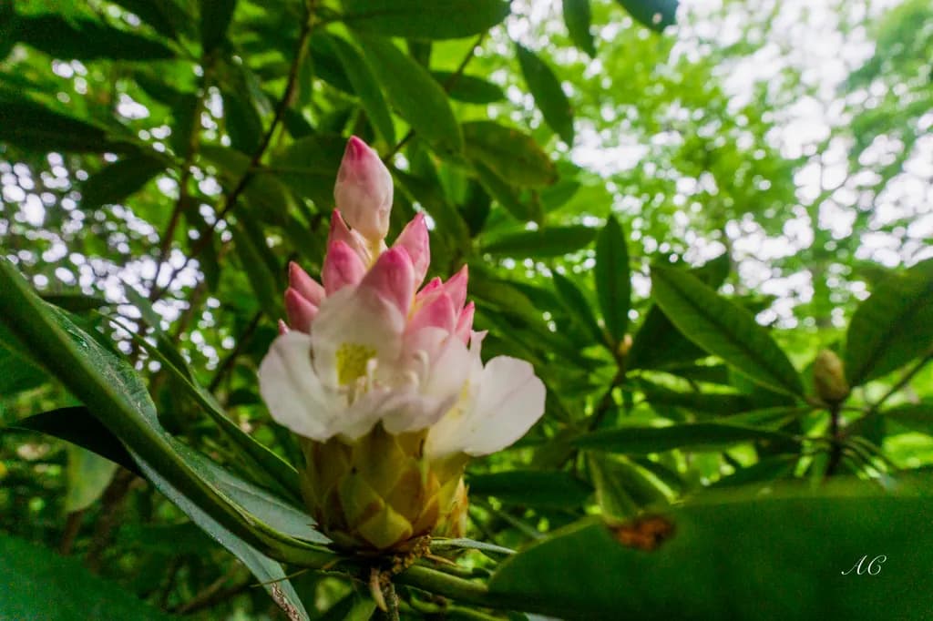 Rainy Rhodo Bloom