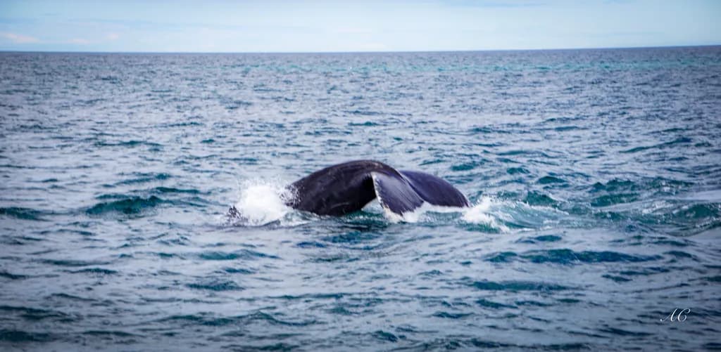 Once Upon A Whale's Tail