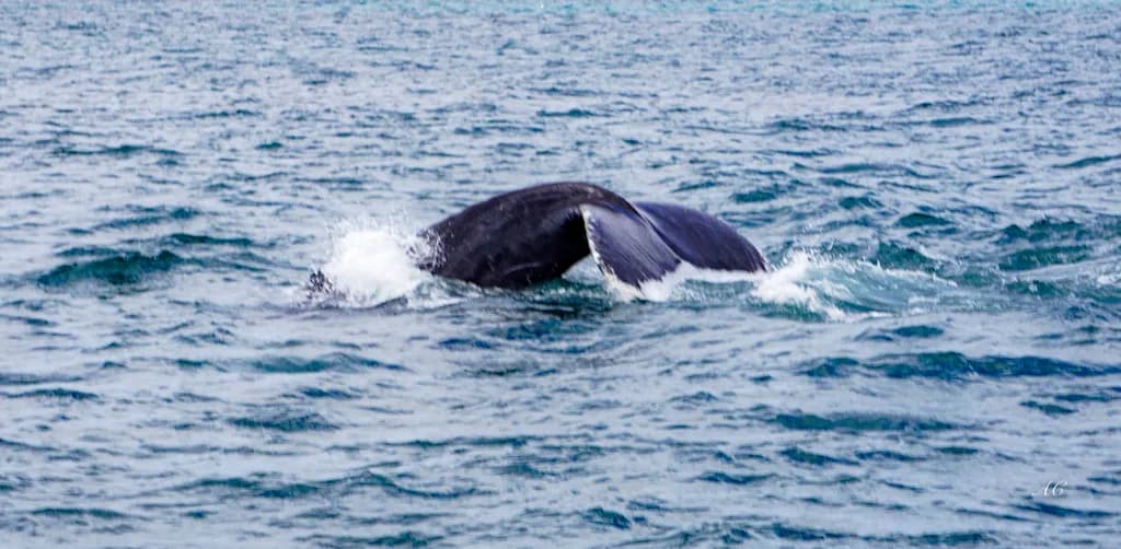 Whale Tail Splash