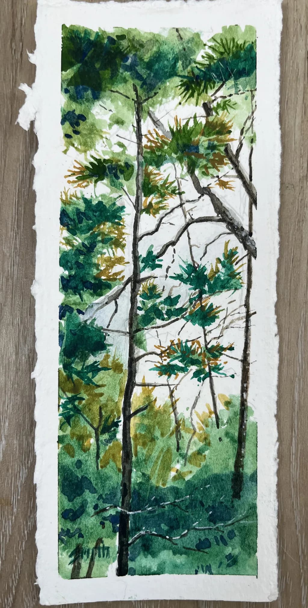 Pines in Rain