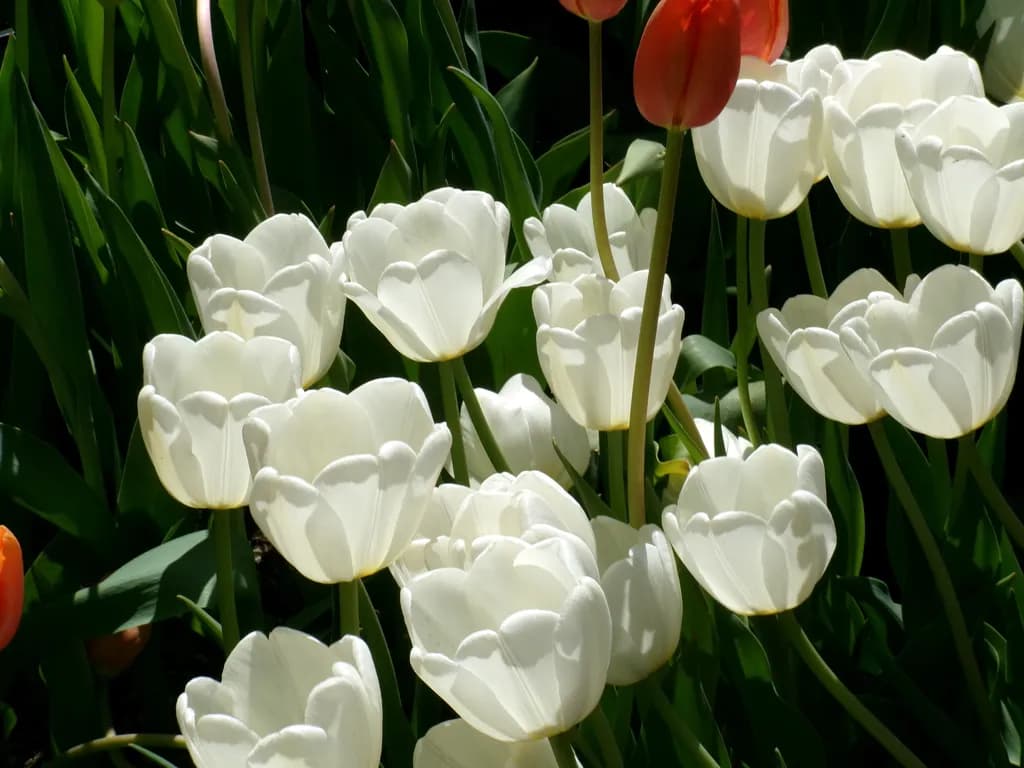 White Tulip Cluster