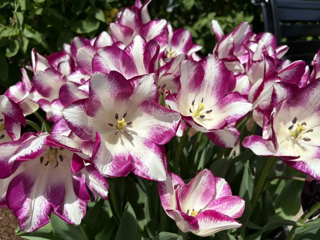 Purple-Edged Tulips