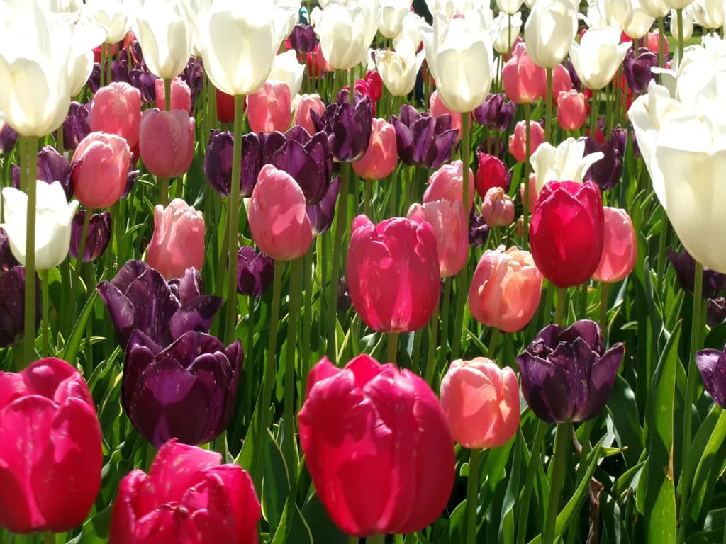 Spring Tulip Medley