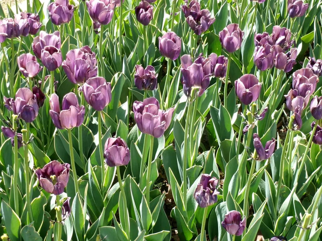 Purple Tulip Harmony