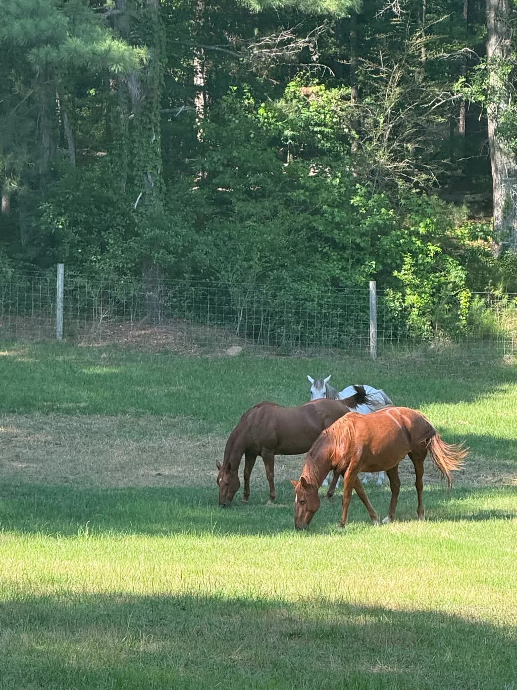 Pasture Harmony