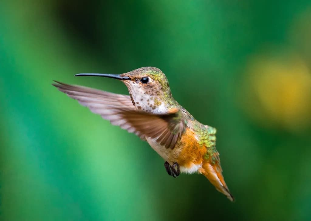 Hovering Hummingbird