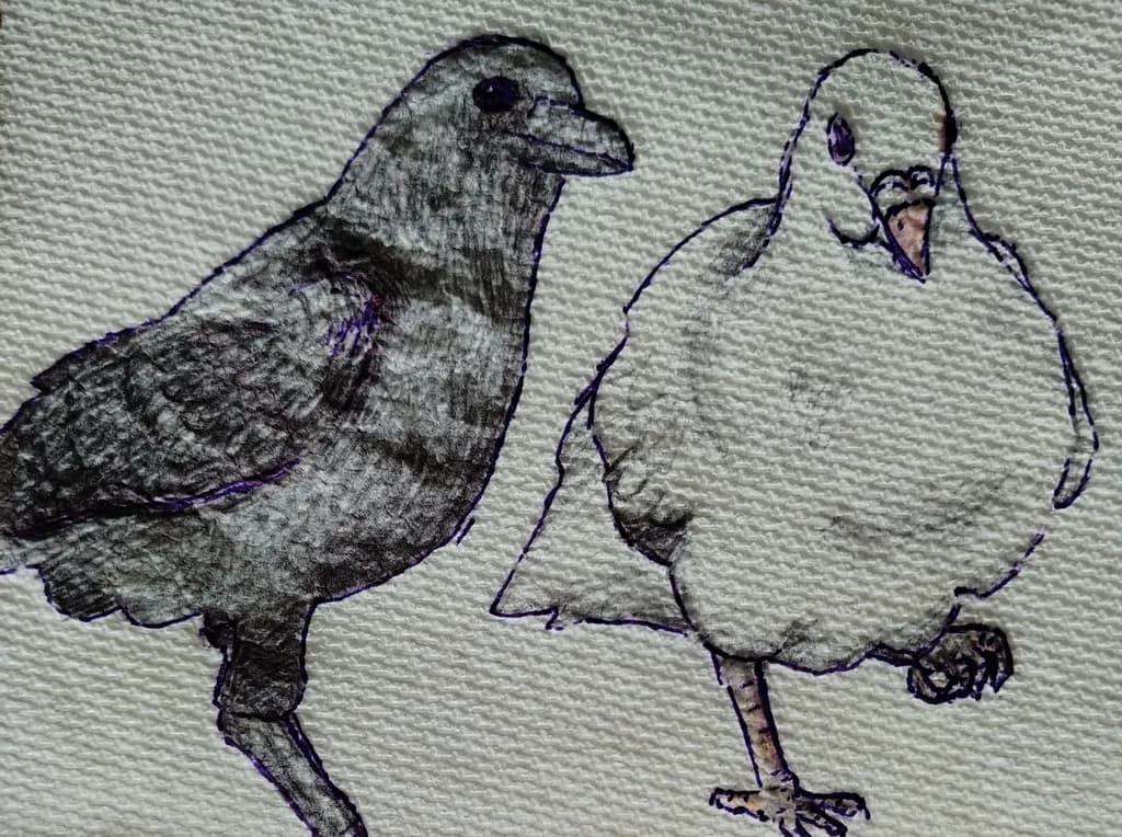 Dual Contrast Birds