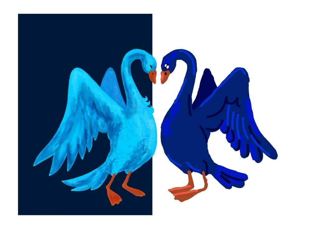 Twilight Swans