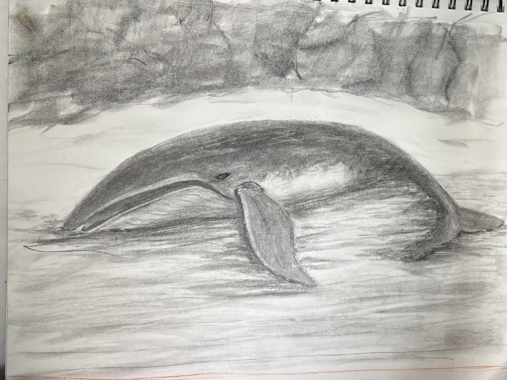 Graphite Study of Beached Whale