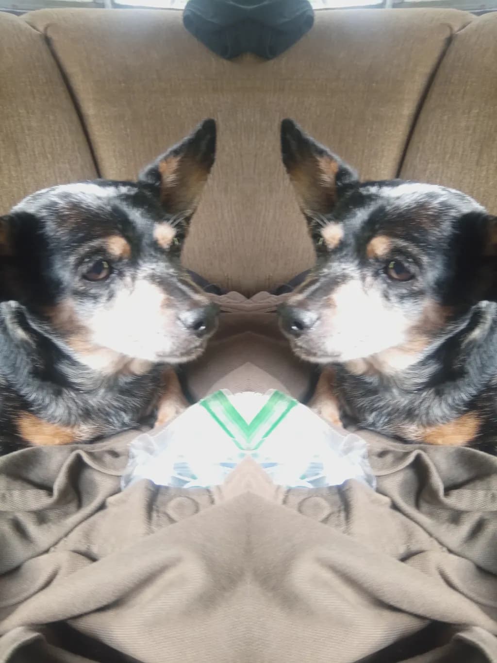 Reflected Terrier Portrait