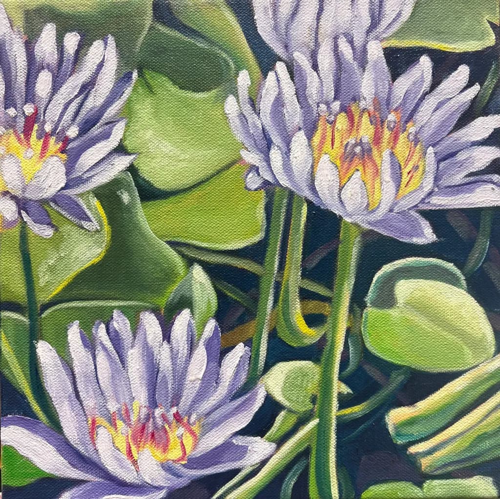 Water Lilies Bloom