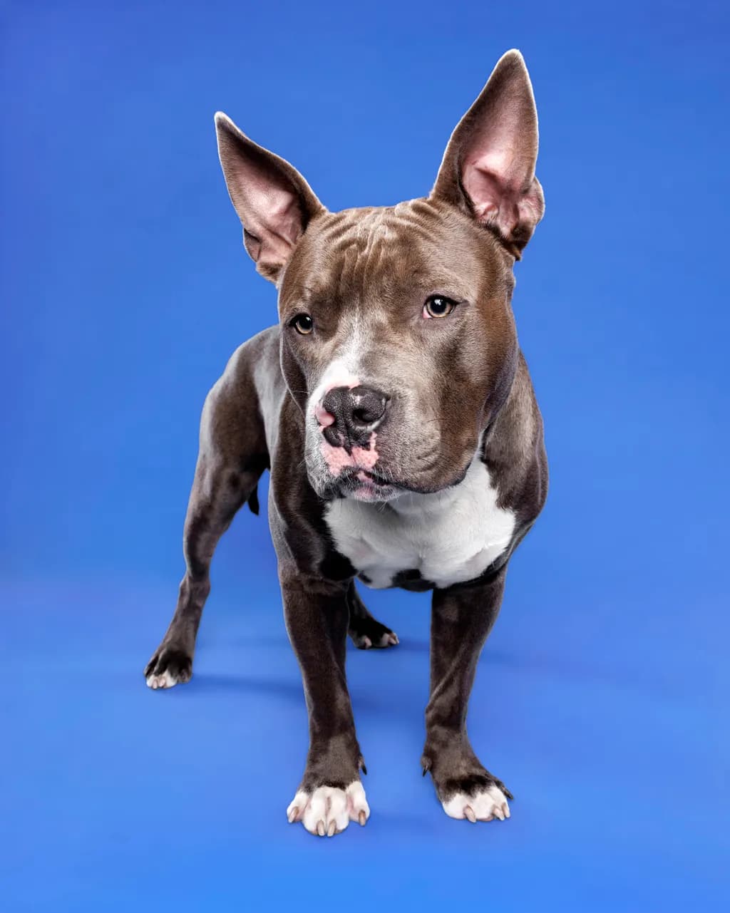 Bully on Blue 1