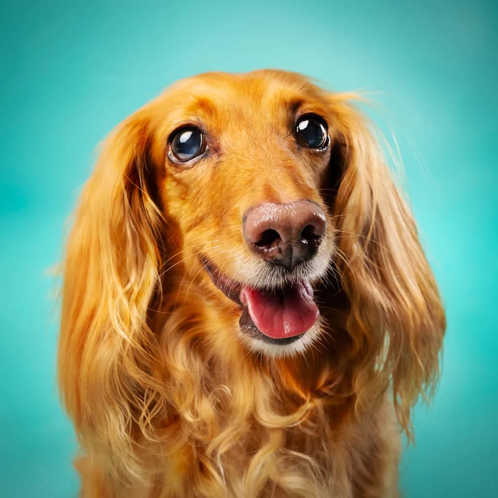 Happy Wiener Closeup