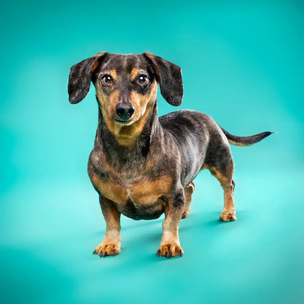 Doxie Beauty