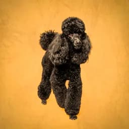 Poodle Portrait on Gold