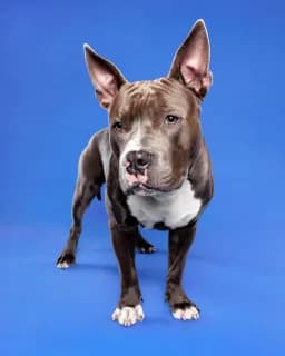 Bully on Blue 1
