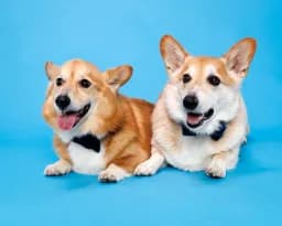 Bow-Tie Brothers