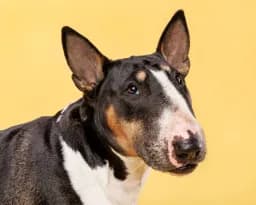 Rubi, the Bull Terrier