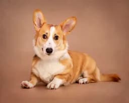 Perky Ears