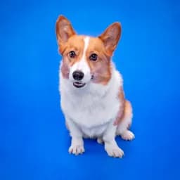 Loyal Corgi Friend
