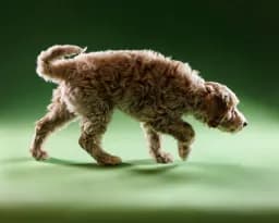 Mischief in Motion