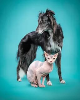 Unlikely Sisters