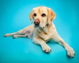 Laid Back Lab