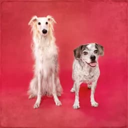 Unlikely Siblings