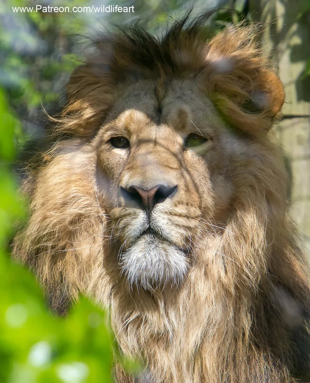Majestic Mane