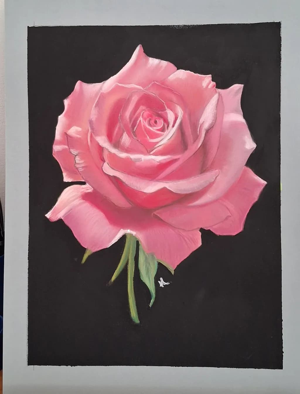 Pink Rose Study