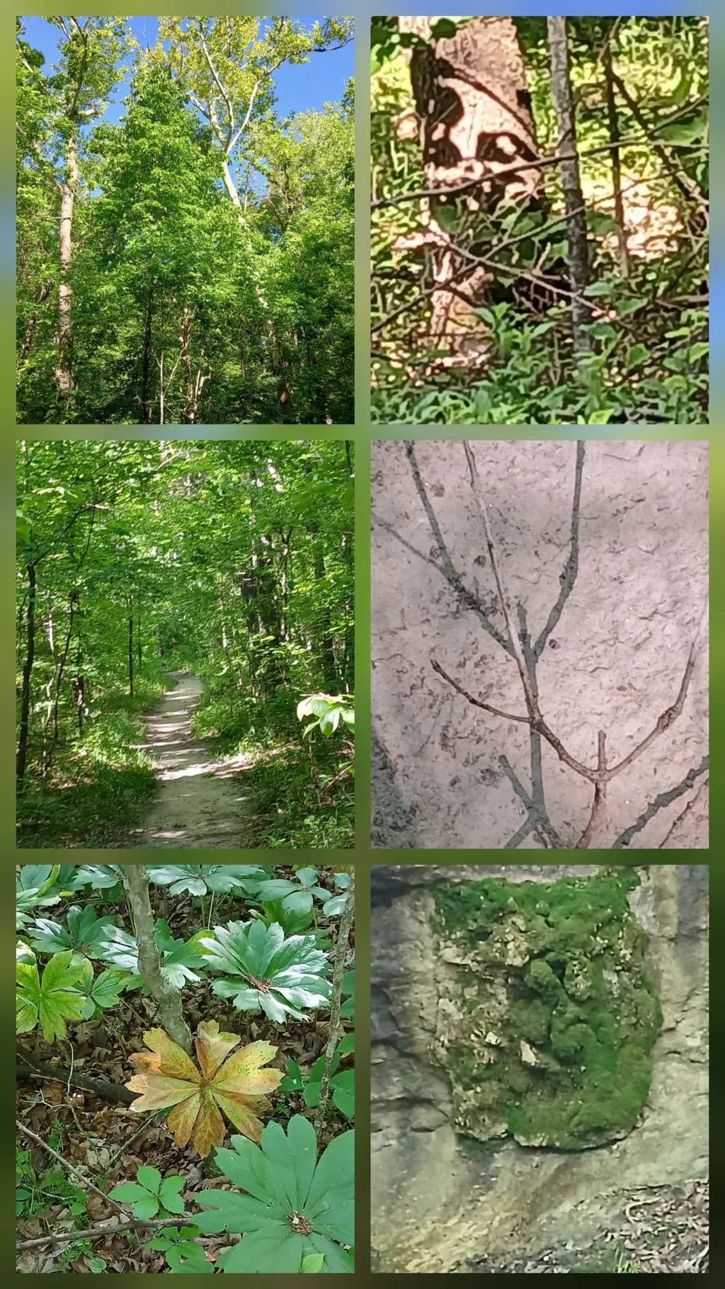 Woodland Mosaic