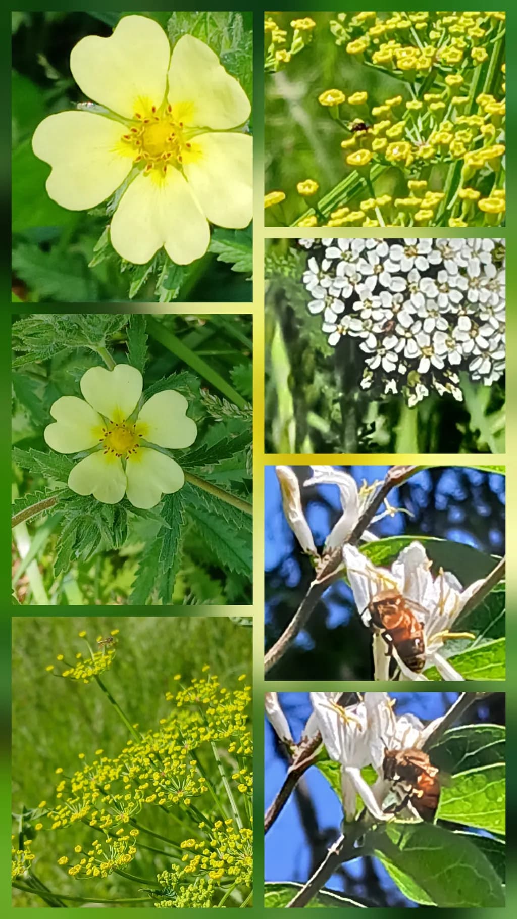 Meadow Pollination