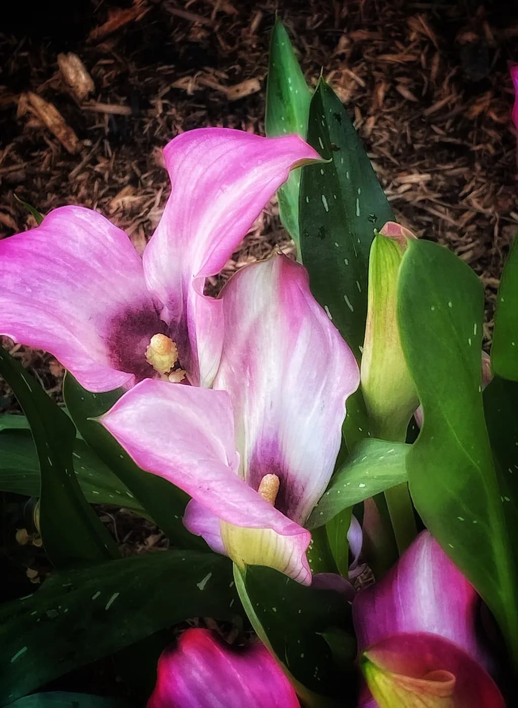 Pink Calla Dance