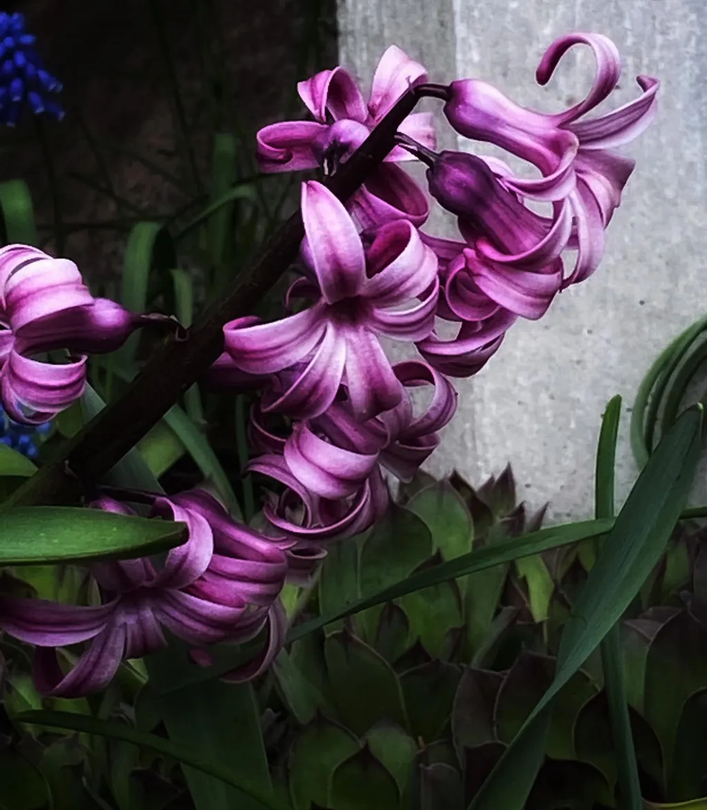 Curled Purple Bloom