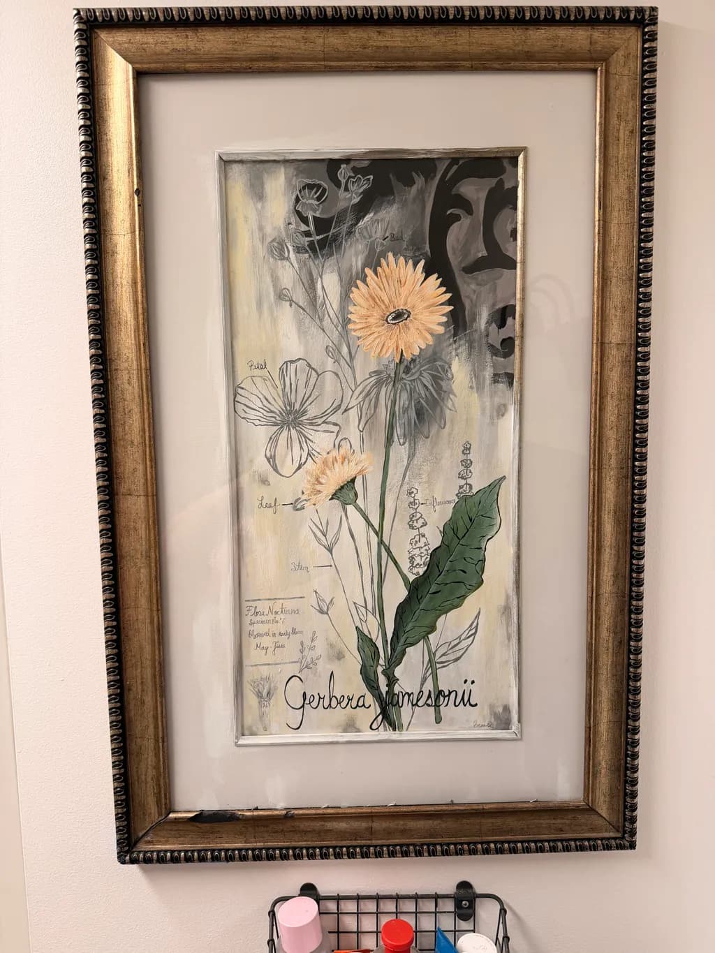 Gerbera Jamesonii Study