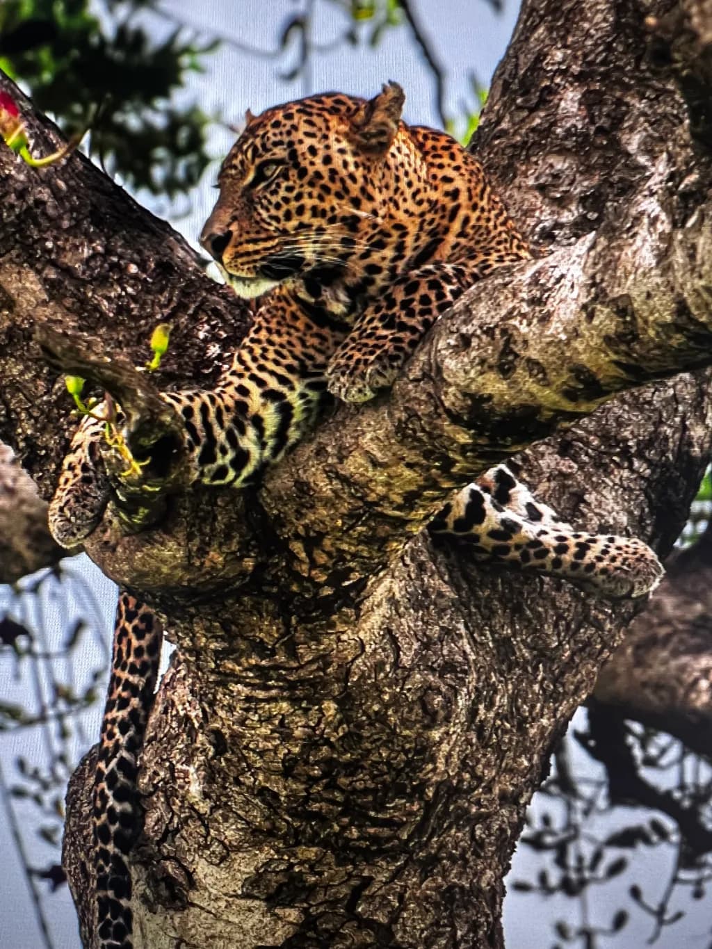 Treebound Leopard