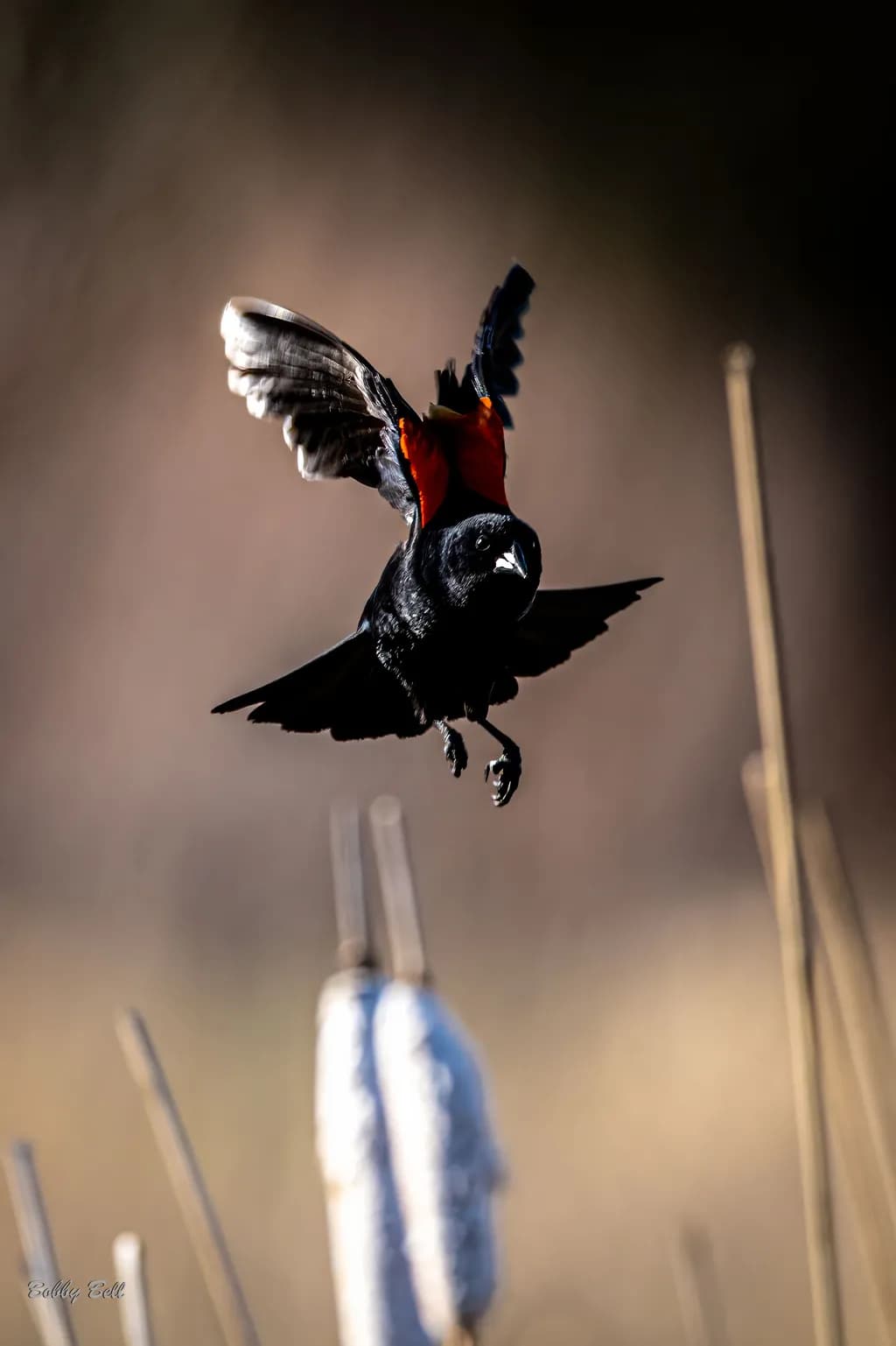Redwing Flight