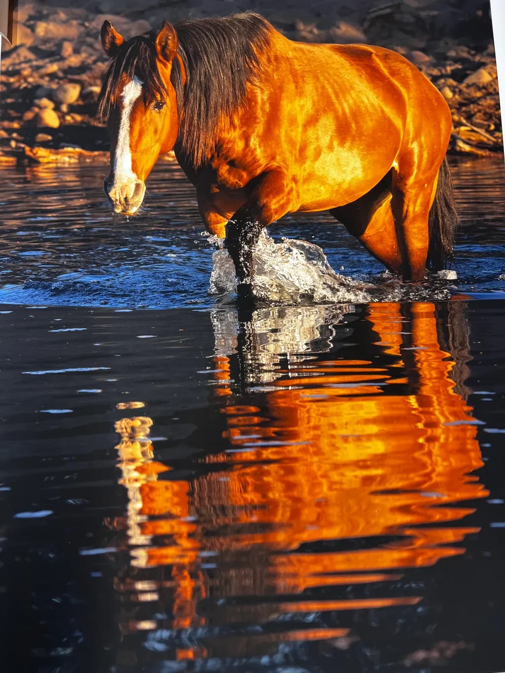 Golden Reflection