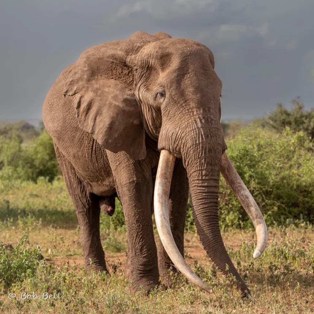 Majestic Tusk