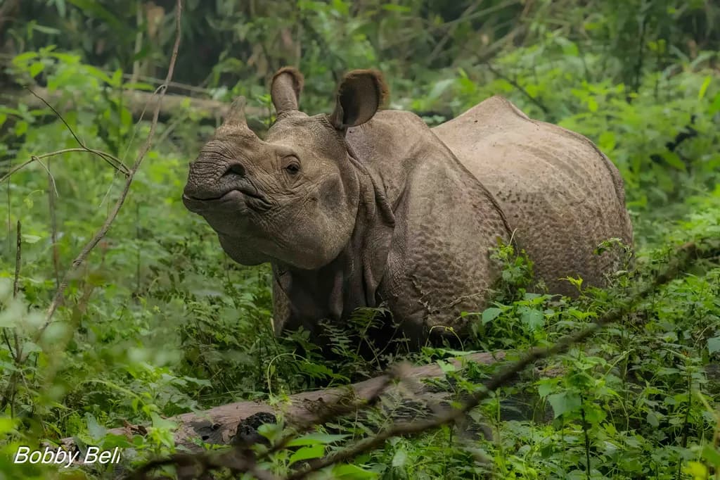 Forest Rhino