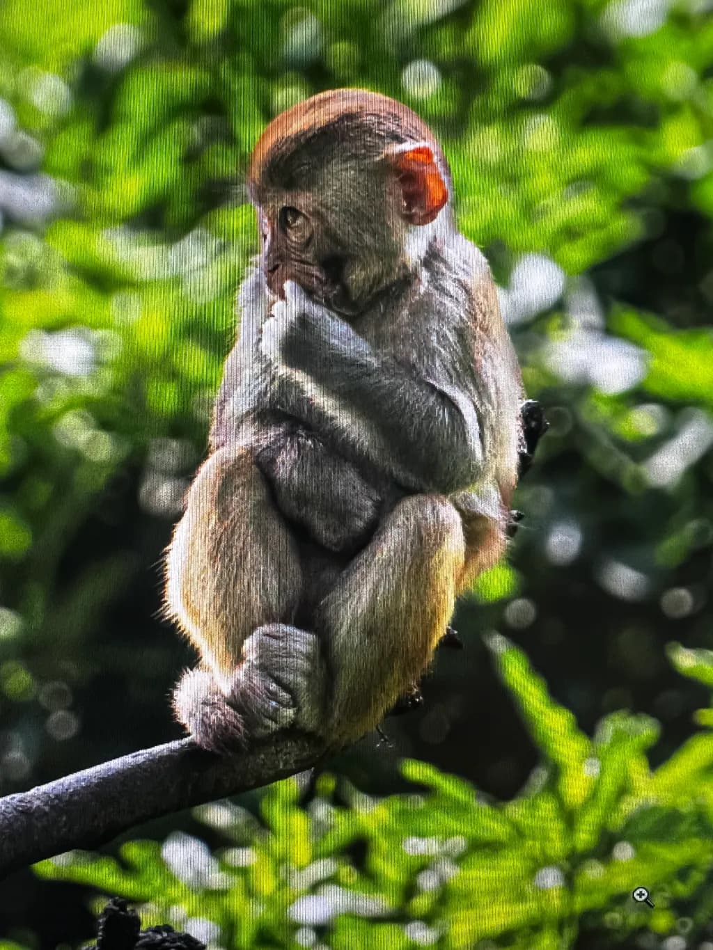 Curious Forestling