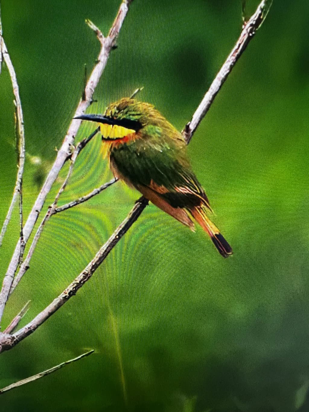 Tropical Perch