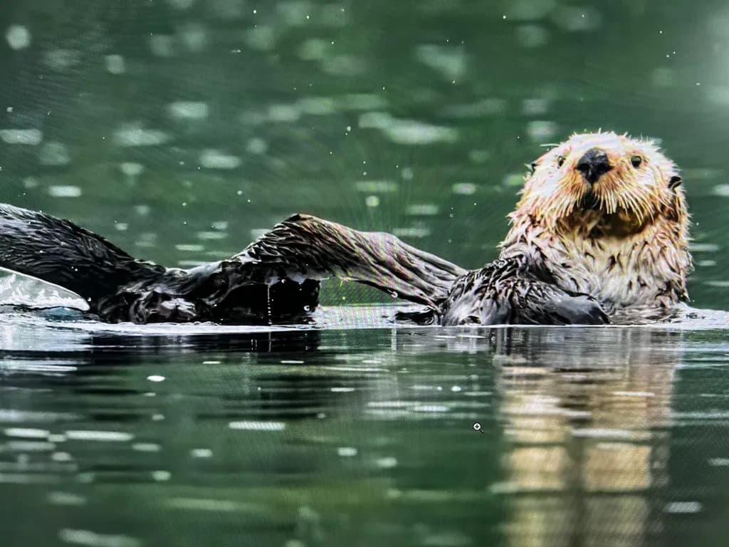 Floating Ease