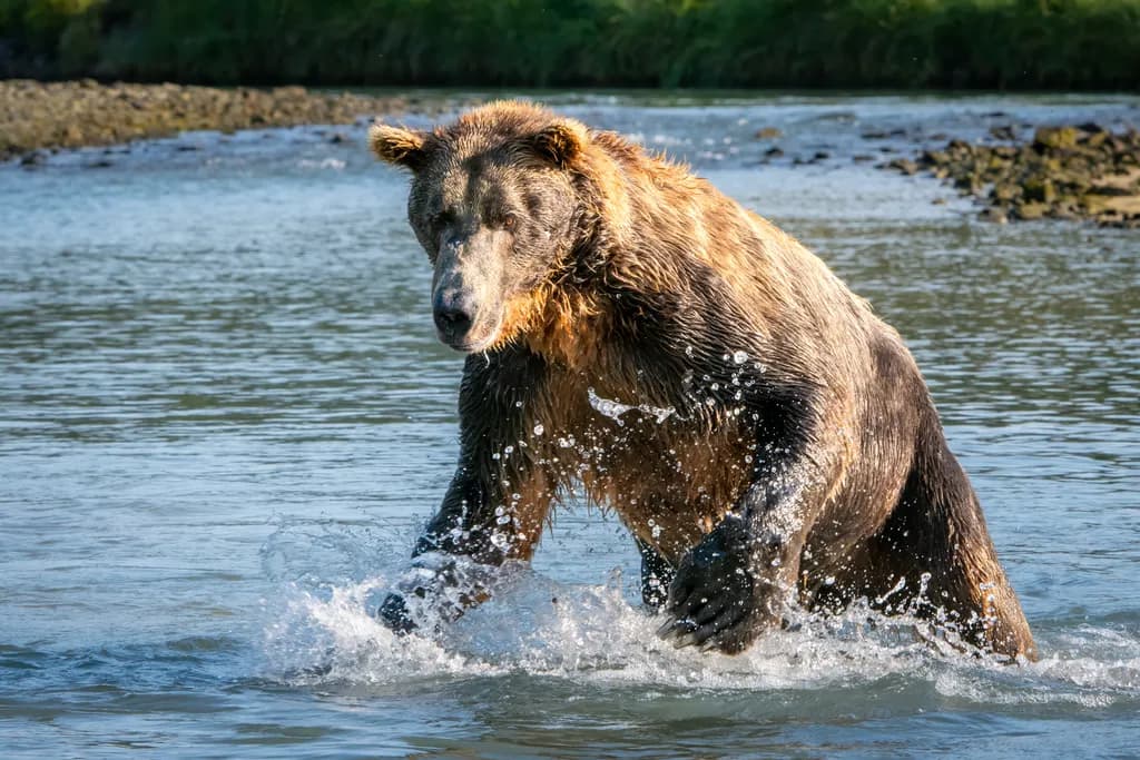 River Patrol Bear