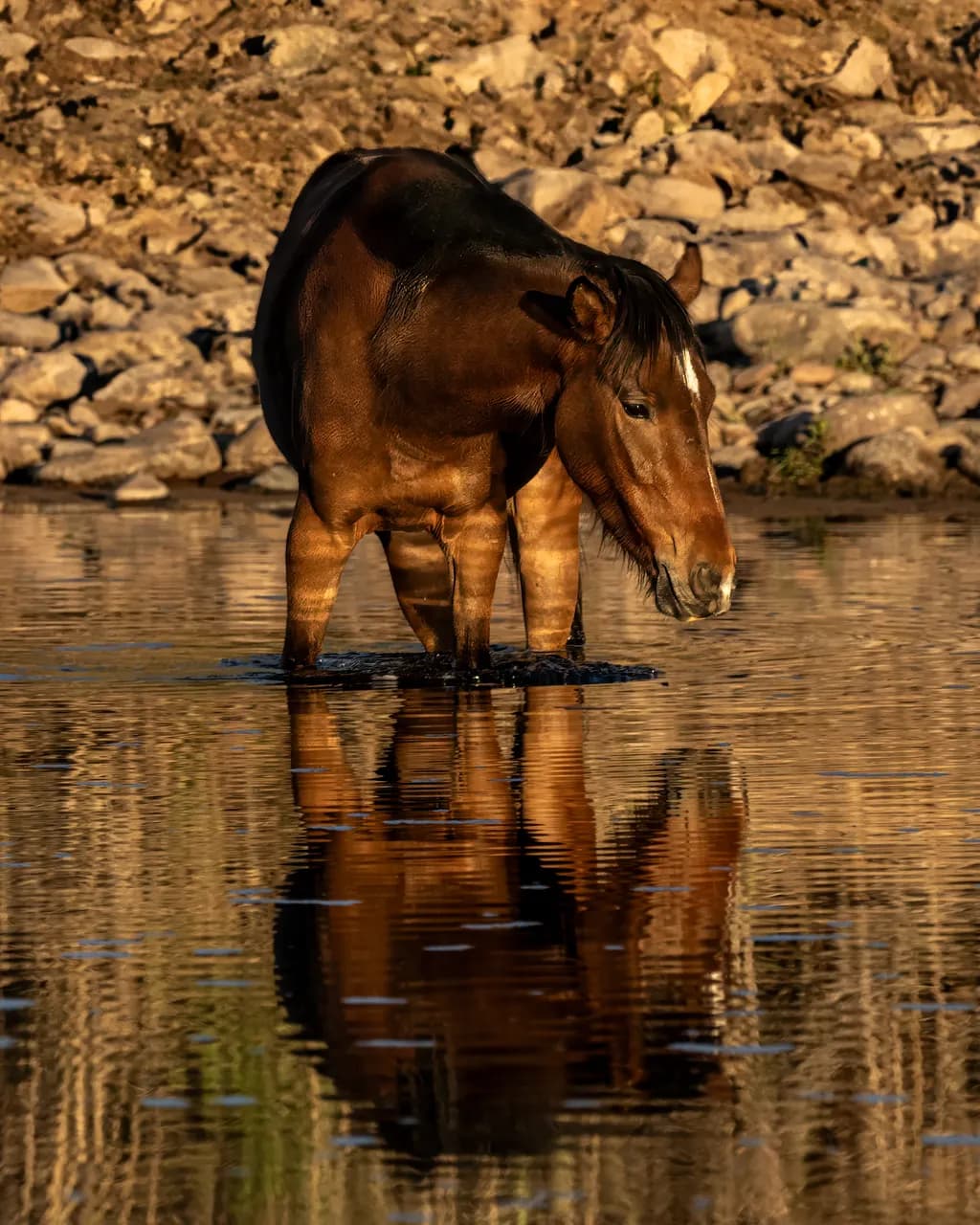 Arizona Wild Horse