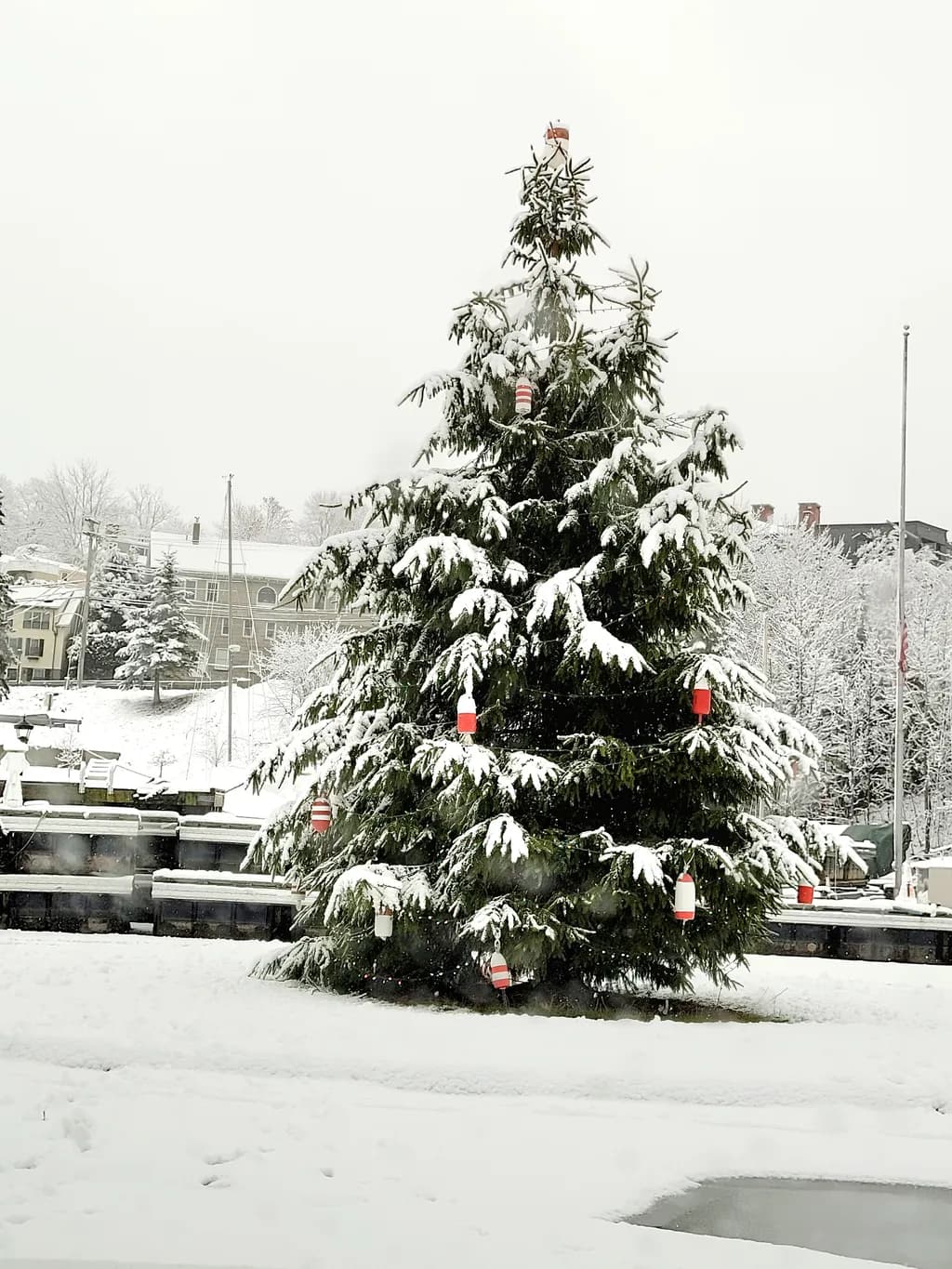 Snow-Capped Evergreen