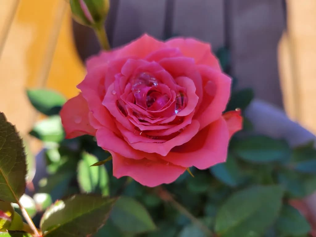 Pink Dew Rose